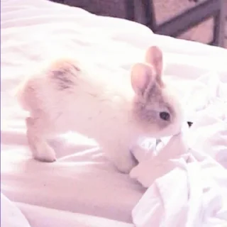 🐰