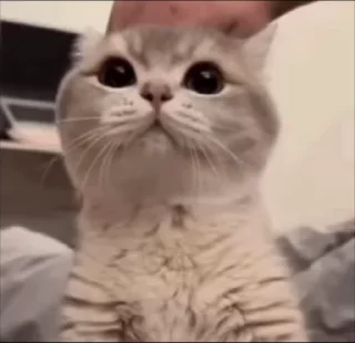 😾