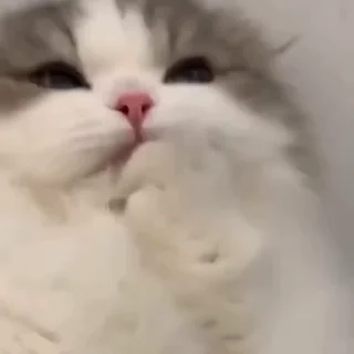 🐾