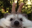 ✌