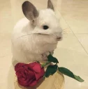 Cool Chinchilla
