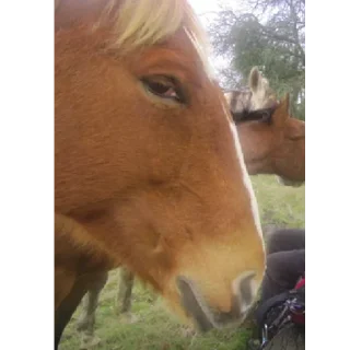 🐎