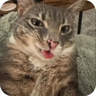 🐱