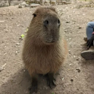🦦