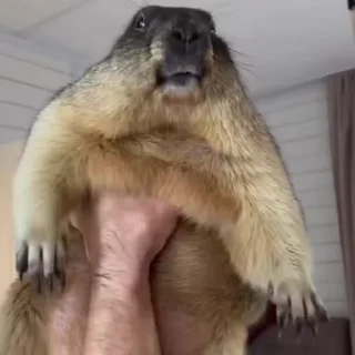 🦫