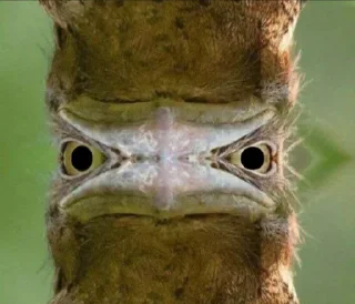 🪃