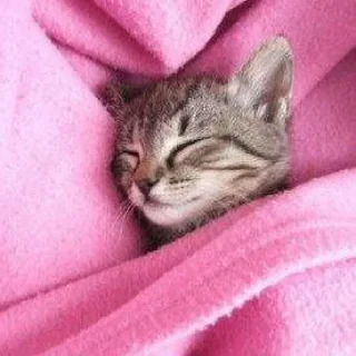 🐈