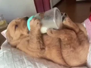🥺