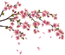 🌸