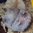 💤
