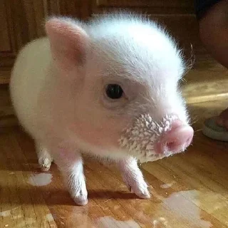 🐷