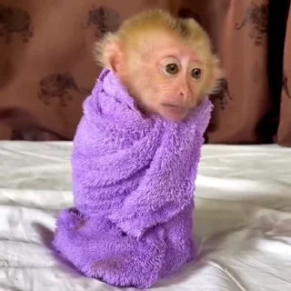 🙈