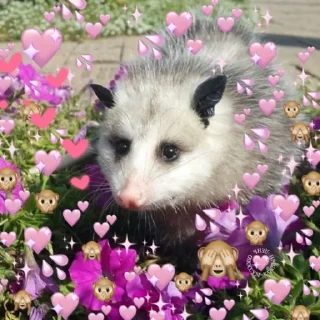 💖
