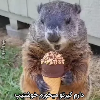 🦫