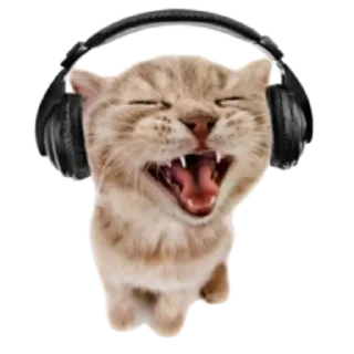 🐱