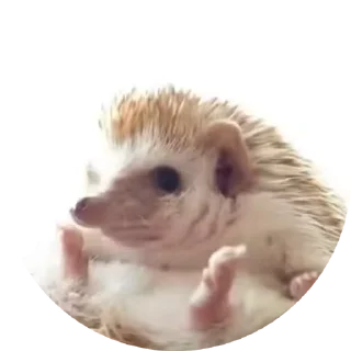 🦔