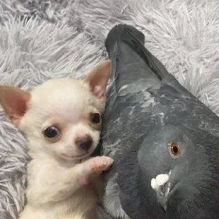 🐶