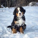 🐶