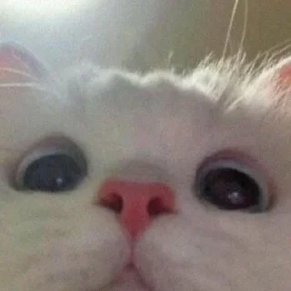 🥺