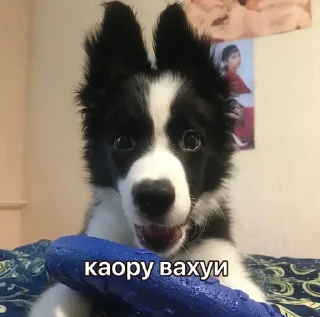 каору вахуи :: @fStikBot