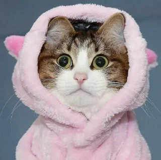 🐈