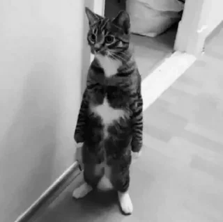 😺