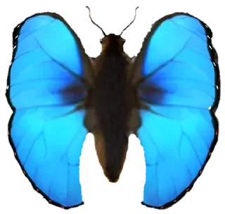 🦋