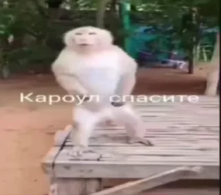 🌟