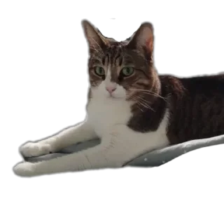 😶