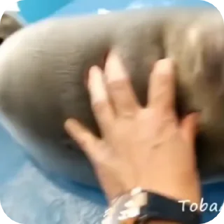 🦭