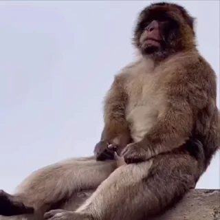 🌟