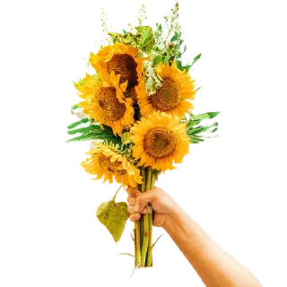 🌻