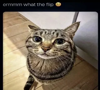 🙀