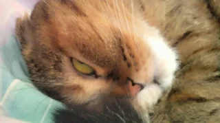 👁