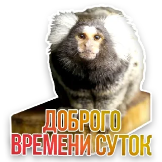 🐒
