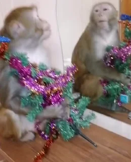 🙈