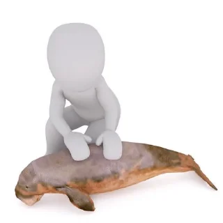 🐟