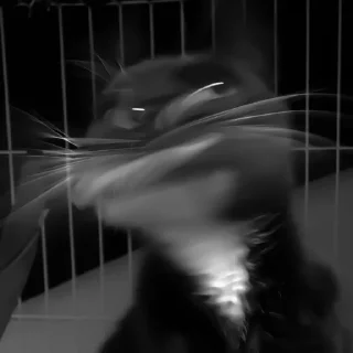 🐈‍⬛️