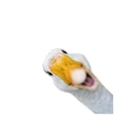 Животные @eeZee_stickers