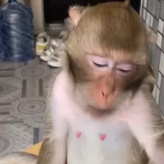 🙉