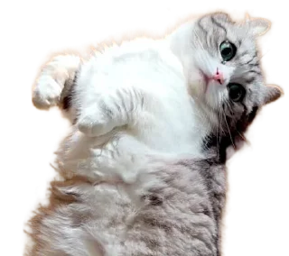 🐈