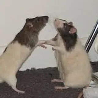 👭