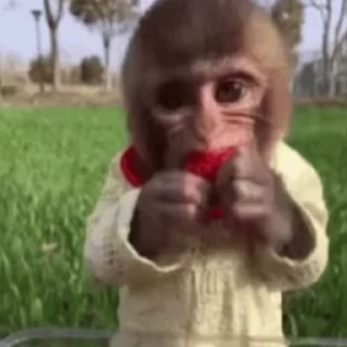 🍓
