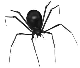 🕷