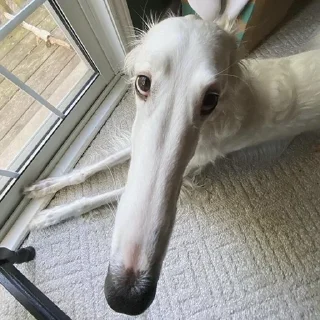 🐕