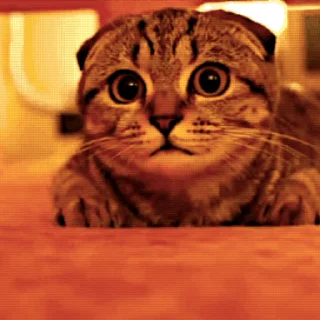 🐱