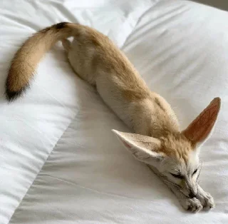 💤
