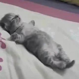 🐈