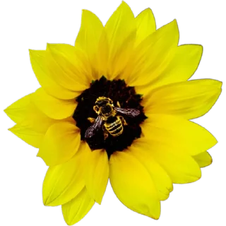 🐝