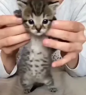 💃